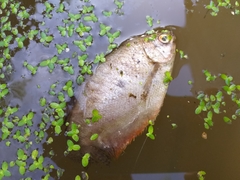 Trichopodus trichopterus