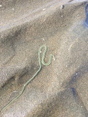 Phyllodocidae