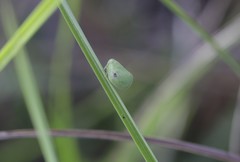 Acanalonia pumila