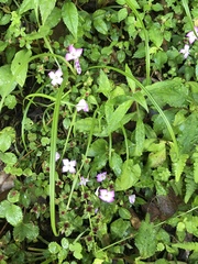 Sarcopyramis napalensis delicata
