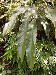 Alpinia uraiensis