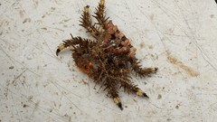 Phyllolithodes papillosus