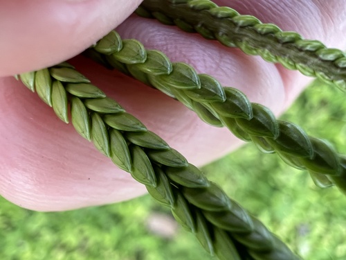 Paspalum notatum iNat (3)