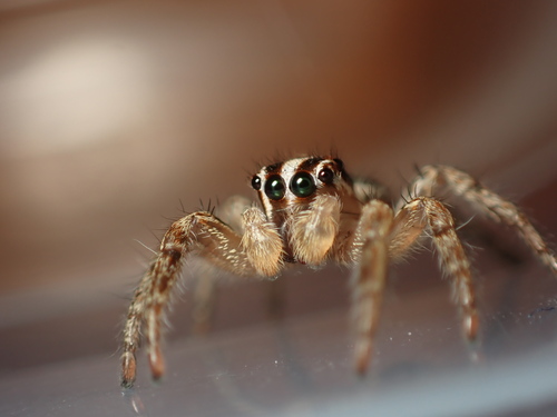 Pantropical Jumping Spider photo 5