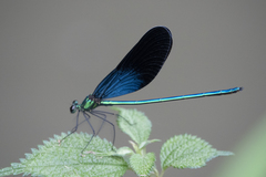 Matrona basilaris