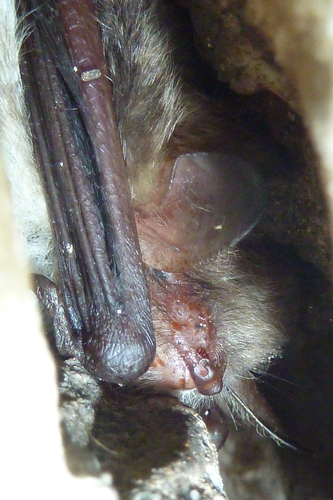 Natterer's Bat, Oranjewoud, Nederland, photo 6 of 10