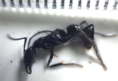 Neoponera