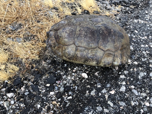 iNaturalist observation photo of Mojave Desert Tortoise