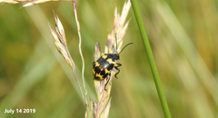 Gallerucida bifasciata