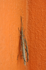 Malacomorpha cyllarus