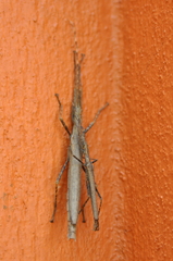 Malacomorpha cyllarus