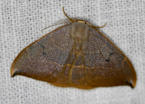Spiny Hook-Tip, 7200 Campinho, Portugal, photo 8 of 10