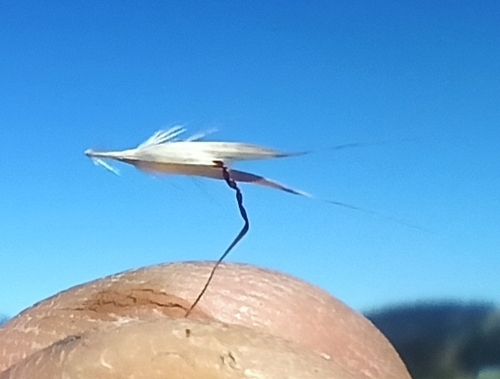 Image of Rytidosperma pilosum by no rights reserved