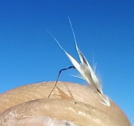 Image of Rytidosperma pilosum by no rights reserved