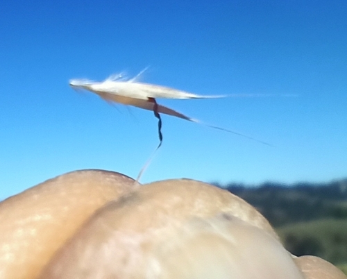 Image of Rytidosperma pilosum by no rights reserved
