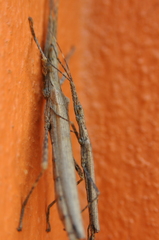 Malacomorpha cyllarus