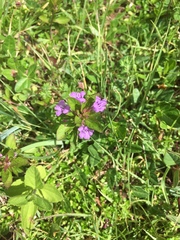 Dyschoriste capitata