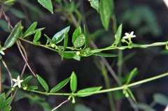 Metastelma lanceolatum