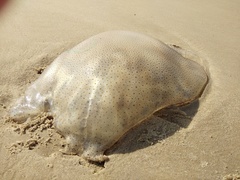 Dactyliophorae