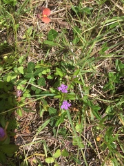 Dyschoriste capitata