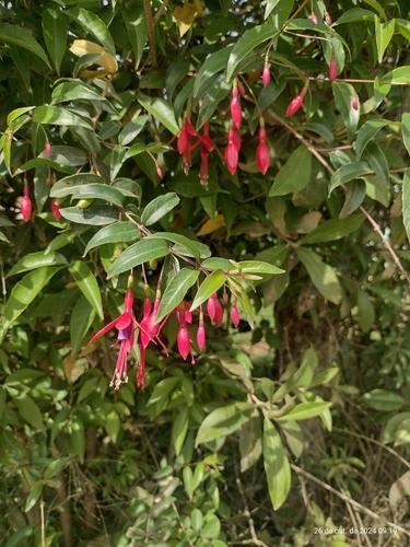 Image of Fuchsia regia by (c) Clarice Dorocinski, some rights reserved (CC BY)