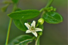 Metastelma lanceolatum