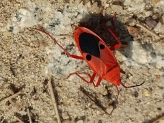 Probergrothius nigricornis
