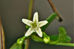 Metastelma lanceolatum