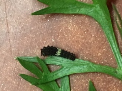 Papilio polyxenes asterius