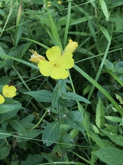 Oenothera pilosella