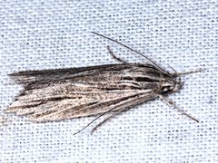 Leistarcha scitissimella