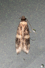 Oegoconia novimundi