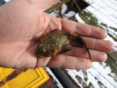 Harpagifer antarcticus