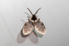 Lepiseodina conspicua