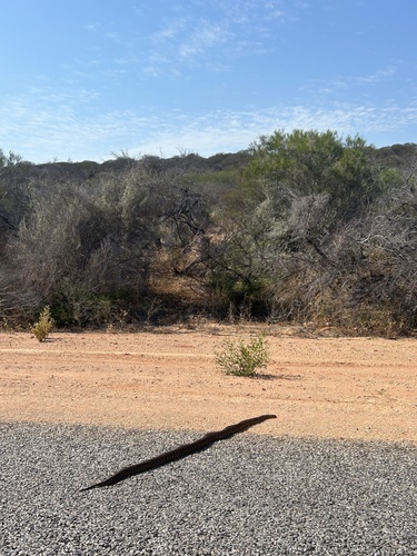 Woma Python sighting