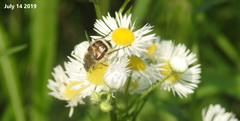 Lasiotrichius succinctus