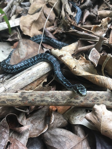 Photo of a Cuban Lesser Racer (Caraiba andreae)
