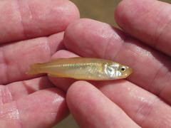 Central Australian Hardyhead photo 4