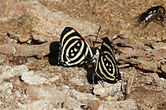 Callicore hydaspes