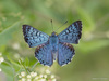 Blue Metalmark - Photo (c) James A. Giroux, some rights reserved (CC BY-NC), uploaded by James A. Giroux