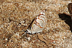 Dynamine tithia tithia