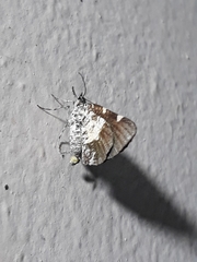 Heterusia