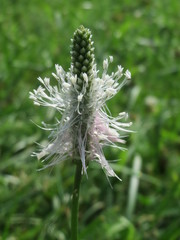 Plantago media