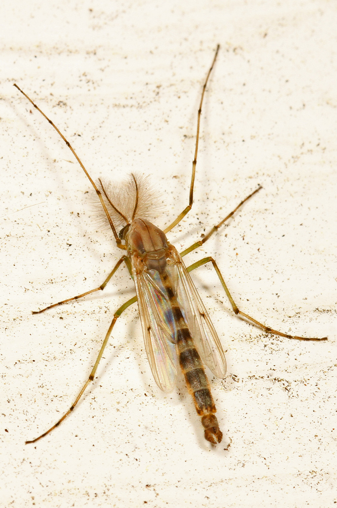 Chironomus