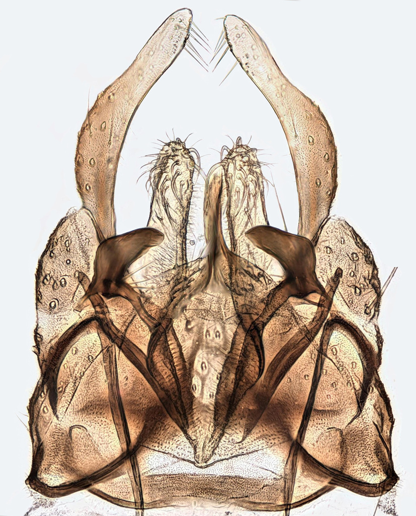 Chironomus luridus