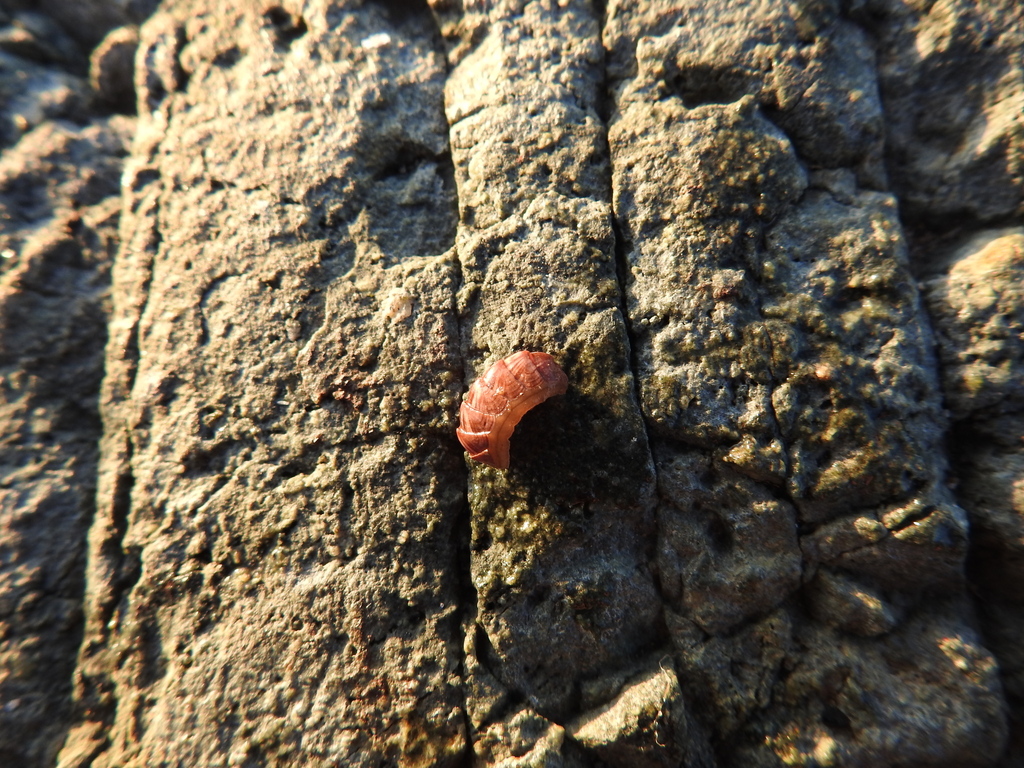 Tonicina zschaui