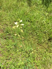 Desmodium macrostachyum