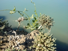 Nanophyton erinaceum