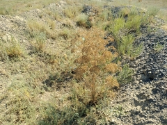 Ferula