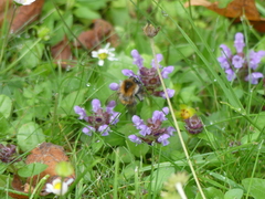 Bombus pascuorum